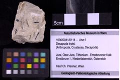 Foto (Objekt + Etiketten) von Decapoda indet. (NHMW-GEO-1990-0041-0114)